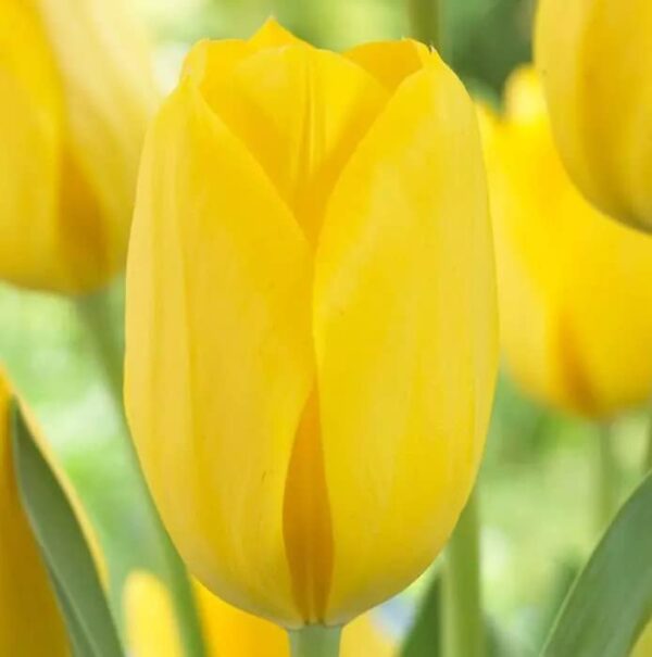 Perennial Tulip Bulbs, 14 Bulb Value Pack - Triumph Tulip Value Bag