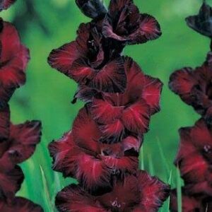 Votaniki 12Pcs Black Beauty Gladiolus Bulbs for Planting - Black Flowering Plants, Seeds & Bulbs for Spring Planting Outdoor Planters - Red Flower Bulbs for Spring Gladiolus Flower Bulbs for Garden