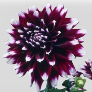 Votaniki Mystery Day Dahlia Bulbs - Dinnerplate Dahlia Bulbs for Planting | Eye-catching Flower, Perennial Dahlia, Large Blooms