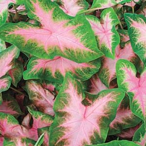 Votaniki Kathleen Caladium Bulbs - Perennial Colorful Shade Loving Caladium Kathleen | Heart Shaped Leaves, Caladium Bulbs - Easy to Grow