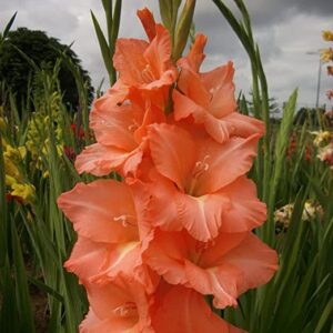 Votaniki Peter Pears Gladiolus Flower Bulbs for Planting in Spring - 10 Bulbs for Spring Planting Outdoor Planters Perennial Flower Seeds - Garden Bulbs Peter Pears Gladiolus Bulbs for Planting