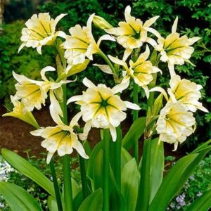 Votaniki Hymenocallis Ismene Sulphur Live Plants - Perennial Bulbs Queen Set of 5 Bulbs for Fall Planting Flower Bulbs Garden Set Spring Bulbs - Ismene Sulphur Flowering Bulbs for Fall Planting