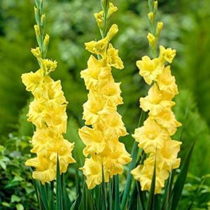 Votaniki10 Nova Lux Gladiolus Bulbs for Planting in Spring - 10 Bulbs for Spring Planting Outdoor Planters Perennial - Fresh Gladiolus Bulbs for Planting