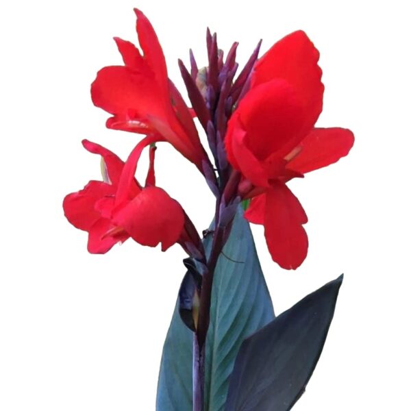 Votaniki Black Knight Canna Rhizome Tuber - Canna Lily Flowering Tuber for Planting - Perennial, Long Lasting Blooms - Easy to Grow and Low Maintenance