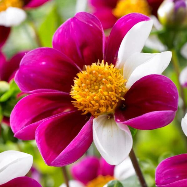 Votaniki Twyning's Smartie Dahlia - Bicolour Dahlia Flower, Long Lasting Blooms | Perennial Dahlia Bulbs for Planting - Easy to Grow, Perfect for Cut