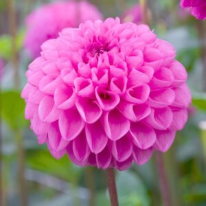 Votaniki Dahlia Pompon Jan Van Schaffelaar - Pink Color Dahlia Tubers Ready to Plant | Summer Flower, Perennial Dahlia (Pompon Dahlias) - Easy to Grow