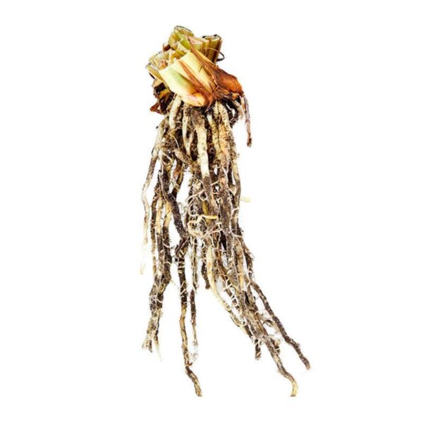 Votaniki Dinnerplate Tiramisu Iris Rhizomes - Perennial & Earliest Blooming Japanese Iris (Iris ensata 'Tiramisu') Rhizomes for Planting | Early Summer Flowers, Easy to Grow