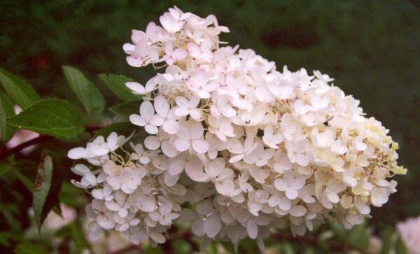 1 Gallon Pee Gee Hydrangea Bare Root Tree - Hydrangeas/live Plants Flowering Plants Bare Root White Hydrangea Plant - Bare Root Hydrangea Root Flowering Shrubs Live Plants Indoor Plants Hydrangea Live