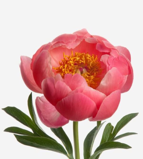 Votaniki Paeonia Coral (Peony) Flower Bulbs - Vibrant Perennial Coral Peony Flower Bulbs for Planting