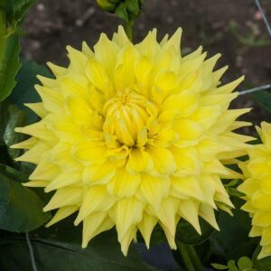 Votaniki Dahlia Trooper Dan - Perennial Dinnerplate Dahlia 'Trooper Dan' Tubers Ready for Planting | Large Flowering Dahlia - Easy to Grow