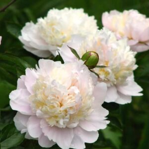 Votaniki Shirley Temple Peony Bulbs - Fragrant Light Pink Double Flowering Type Blooms | Perennial, Attracts Pollinators, Easy to Grow