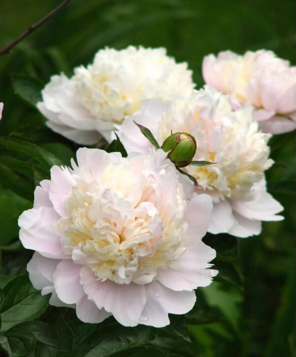 Votaniki Shirley Temple Peony Bulbs - Fragrant Light Pink Double Flowering Type Blooms | Perennial, Attracts Pollinators, Easy to Grow