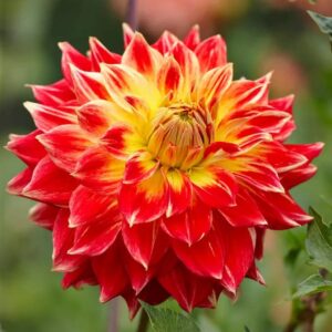 Votaniki Tyler James Dahlia Bulbs for Planting - Long-Lasting Blooms, Perennial Dahlia Flower | Perfect for Cut Flowers, Large Flowering Dahlia Bulbs