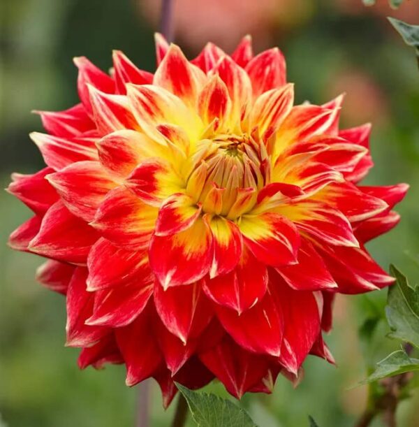 Votaniki Tyler James Dahlia Bulbs for Planting - Long-Lasting Blooms, Perennial Dahlia Flower | Perfect for Cut Flowers, Large Flowering Dahlia Bulbs