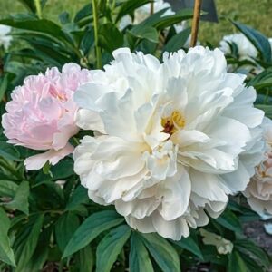 Votaniki Madame Jules Dessert Peony - Perennial & Large Flowering Peony Roots for Planting| Fragrant Spring Flower, Double Blooms, Easy to Grow