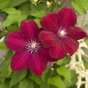 Votaniki Rouge Cardinal Clematis Roots - Eye Catching Foliage, Perennial Vines (Rouge Cardinal), Red Flowers | Summer/Fall Flowering Plants, Easy to Grow