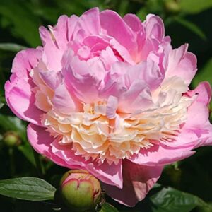 Votaniki Sorbet Peony Plant Large and Healthy Double Peony Root Ready for Planting - Pack of 1 Fragrant Pink with Cream Semi to Double Type Flowering Blooms,