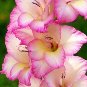 Votaniki Priscilla Gladiolus Flower Bulbs for Planting in Spring - 14 Bulbs for Spring Planting Outdoor Planters Perennial Flower Priscilla Gladiolus Bulbs