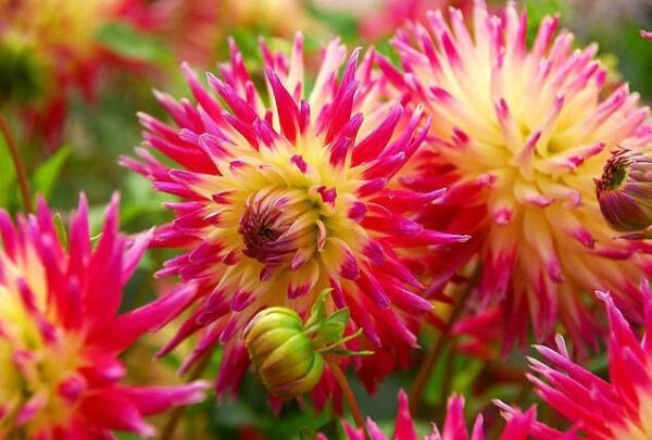 Votaniki Tahiti Dahlia Bulbs for Planting - Perennial Dahlia Bulbs, Large, Vibrant Blooms for a Long-Lasting Garden Display