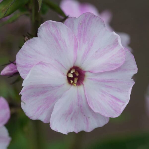 Votaniki Picasso Phlox Bare Root - Large Clusters of White & Purple Flowers - Perennial Phlox Flower Bare Root for Planting - Stunning Colors and Fragrance