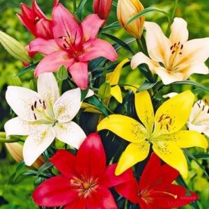 Votaniki Asiatic Lily Mix Flower Bulbs for Spring Planting - 7Pcs Lillies Flower Bulb Tiger Lilly - Asiatic Lily Bulbs for Planting Perennial Bulbs Lily Plant Bulbs for Planting Outdoors