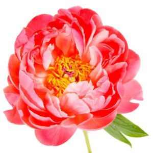 Votaniki Paeonia Coral (Peony) Flower Bulbs - Vibrant Perennial Coral Peony Flower Bulbs for Planting