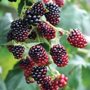 Votaniki Boysenberry Plant - High Yielding Perennial Fruit Plant Ready to Planting | Hybrid Boysenberry (Rubus Ursinus × Rubus Idaeus), Berry Plant - Easy to Grow