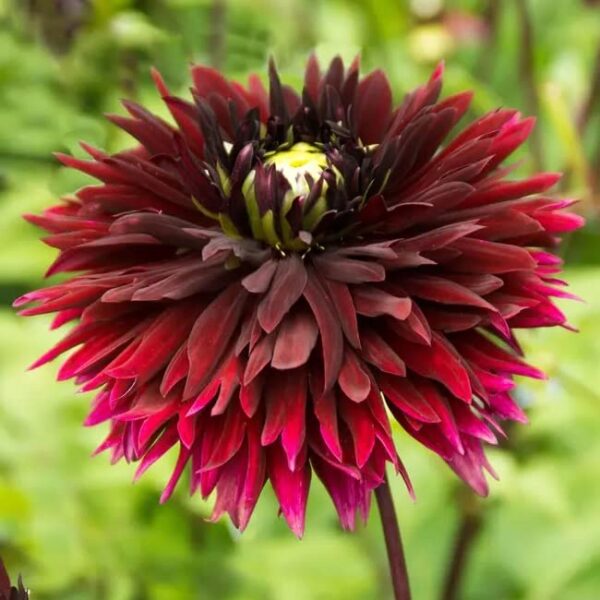 Votaniki Black Touch Dahlia Bulbs - Perennial, Long Lasting Blooms | Fast Growing Dahlia Bulbs for Planting - Eye Catching Garden Displays