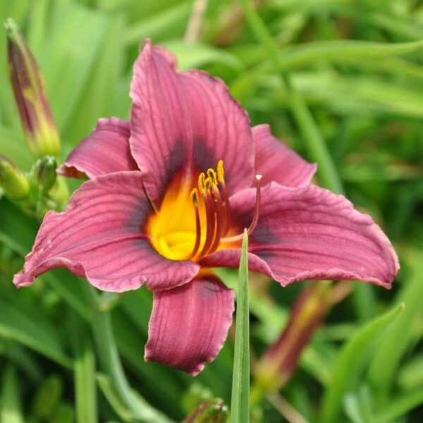 Votaniki Grape Magic Daylily Bare Root - Perennial, Hemerocallis Grape Magic Bare Plant Root, | Large Blooms Daylily Purple - Perfect for Cut