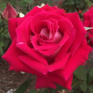 Votaniki Love Rose 2 Year Plant - Perennial Rose (Grandiflora) Live Plant for Planting | Fragrant Flowers, Reblooming Rose - Easy to Grow