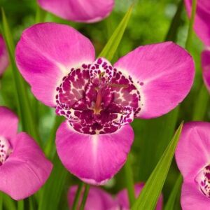 Votaniki Tigridia Lilacea - Perennial Tigridia pavonia (Tiger Flower) Bulbs | Pink Flower, Long Lasting Blooms, Tigridia Bulbs - Easy to Grow