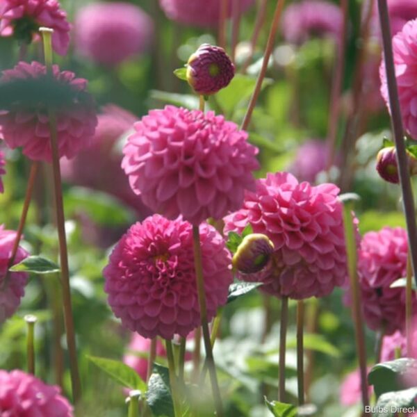 Votaniki Dahlia Pompon Jan Van Schaffelaar - Pink Color Dahlia Tubers Ready to Plant | Summer Flower, Perennial Dahlia (Pompon Dahlias) - Easy to Grow