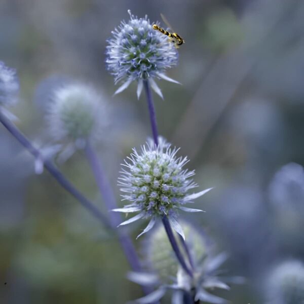 Votaniki Blue Glitter Sea Holly - Perennial Sea Holly Starter Plant 2-Inch Pot | Create a Dazzling Garden Display with Blue Glitter Sea Holly's Blooms