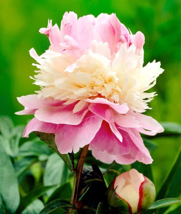 Votaniki Sorbet Peony Bareroot for Planting - Fragrant, Long-Lasting, Perennial Peony Bareroot | Large Blooms - Easy to Grow Sorbet Peony