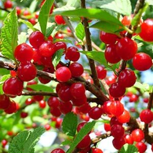 Votaniki Starter Plant Fruiting Red Nanking Cherry Trees Live Plants - Dwarf Cherry Tree Tart Cherry Fruit Tree Bush Cherry Plants Live Dwarf Fruit Trees - Live Fruit Plants Cherry for Planting