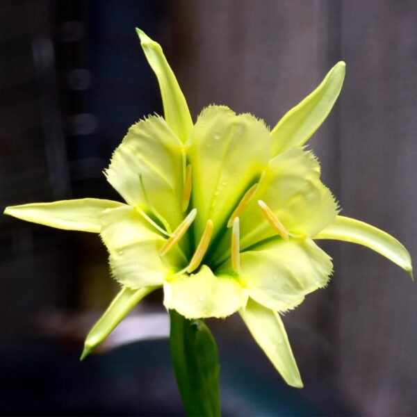 Votaniki Ismene Sulphur Queen - Fragrant Flowers, Sulphur Queen (Peruvian Daffodil) Bulbs | Large Flower, Summer Flowering Bulbs - Easy to Grow