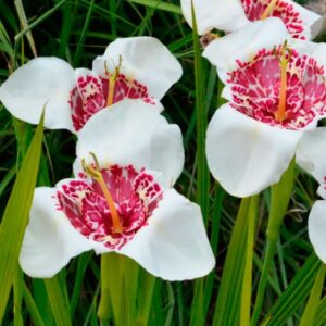 Votaniki Tigridia Pavonia 'Alba' Grandiflora - Perennial Tigridia Flowering (Tiger Flower) Bulbs | Summer Flowers, Tigridia Bulbs - Easy to Grow