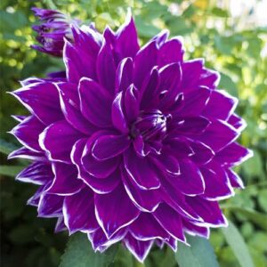 Votaniki Dinnerplate Dahlia Pramie 18 - Large Blooming Dahlia, Perennial Dahlia Tubers Ready to Plant | Summer Flowers - Easy to Grow and Low Maintenance