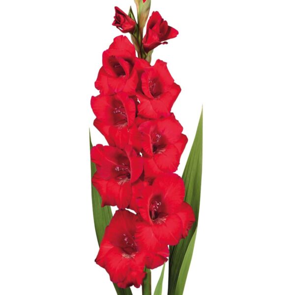 Votaniki Gladioli Roma - Perennial Gladiolus Bulbs, Beautiful Red Flowers | Long Lasting Blooms, Perfect for Any Garden, Gladioli Bulbs for Planting- Easy to Grow