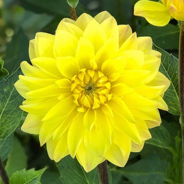 Votaniki American Sun Dahlia Bulbs - Perennial, Large Blooms, Dahlia Decorative American Sun Bulbs for Planting - Easy to Grow, Perfect for Any Garden