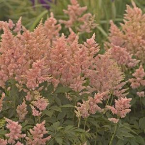 Votaniki Astilbe 'Peach Blossom' Bare Root - Perennial Flowering Plant, Astilbe (Japanese Astilbe) Bare Root for Planting | Summer Flowers, Easy to Grow