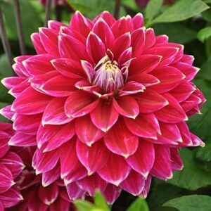 Votaniki Maldini Dinnerplate Dahlia Bulbs for Planting - Dinner Plate Dahlia Bulbs for Spring Planting Decorative Dahlia Flowers Bulbs for Dark Purple-red Flowers Bulbs for Planting Outdoor Flowers