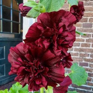 Votaniki Alcea Rosea Charter's Double Maroon Hollyhock Rhizome - Perennial, Versatile, Attracts Pollinators, Hollyhock Flower Rhizome | Easy to Grow and Low Maintenance