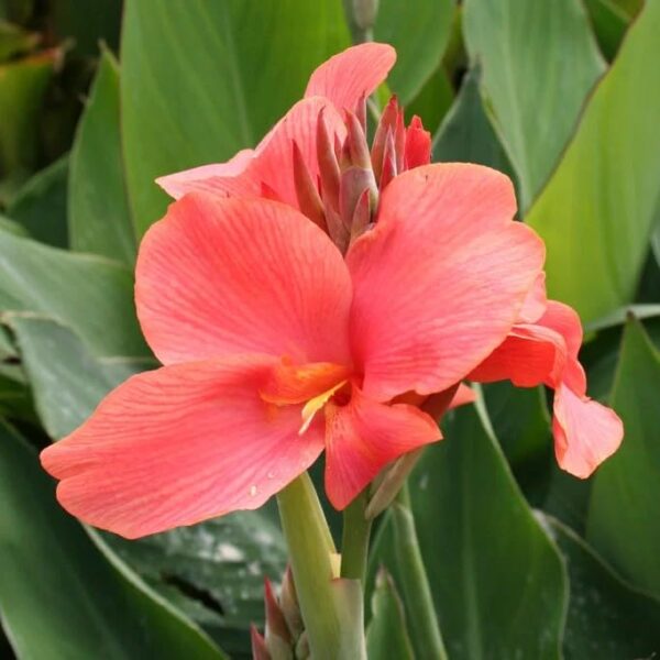 Votaniki Miss Oaklahoma Giant Canna - Showy Pink Flowers, Perennial Canna Lily Bare Root for Planting | Canna X Generalis 'Miss Oklahoma' - Easy to Grow