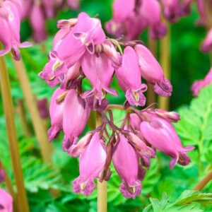 Votaniki Bleeding Heart Luxeriant Bare Root - Herbaceous Perennial, Dicentra ‘Luxuriant’ (Fern Leaf Bleeding Heart) | Heart Shaped Flowers, Reblooming, Easy to Grow