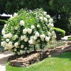 1 Gallon Pee Gee Hydrangea Bare Root Tree - Hydrangeas/live Plants Flowering Plants Bare Root White Hydrangea Plant - Bare Root Hydrangea Root Flowering Shrubs Live Plants Indoor Plants Hydrangea Live