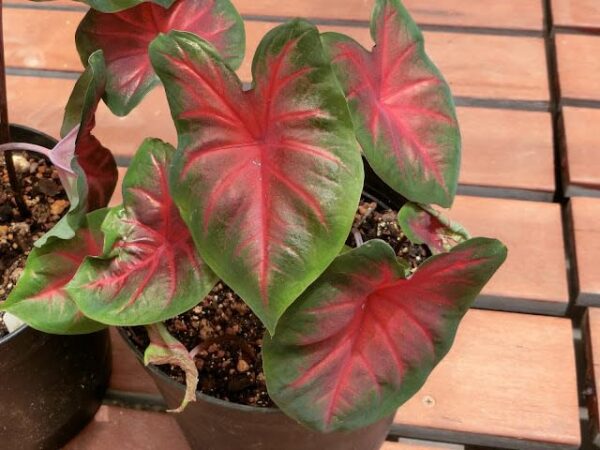 Votaniki Poecile Anglais Caladium - Large Heart Shaped Leaves, Perennial Caladium Bulbs for Planting | Perfect for Indoor or Outdoor, Long Lasting Beauty, Easy to Grow