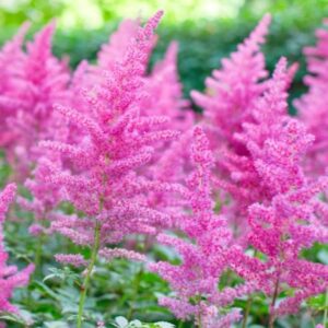 Votaniki Gloria Purpurea Astilbe Bare Root - Attract Pollinators, Perennial Flower, Low-Maintenance Beauty | Chinesis Gloria Purpurea Bare Root for Planting - Perfect Addition to Any Garden