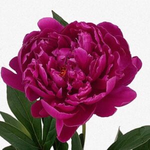 Votaniki Louis Van Houtte Peony Roots - Paeonia lactiflora ‘Louis Van Houtte’ | Purple Coloured Paeonia, Long Lasting Blooms, Easy to Grow