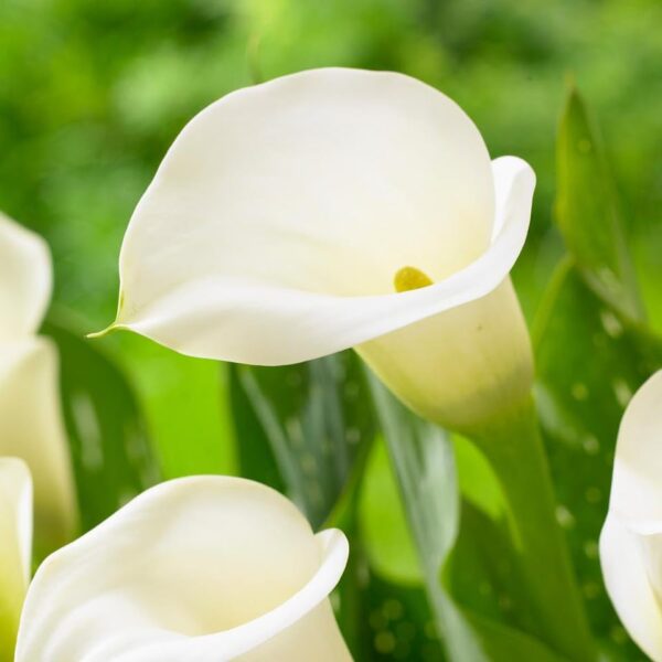 Votaniki Calla Lily Crystal Clear - Spectacular Flowering Calla Lily Bulbs for Planting | Perennial Calla Lily Flower, Ideal Container Plants, Perfect for Outdoor or Indoor - Easy to Grow